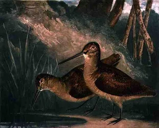 Woodcocks, plate 4 of 