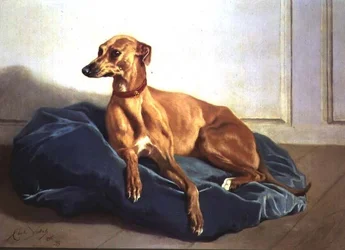 Study of a Hound