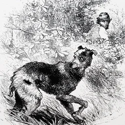 A poacher with his lurcher