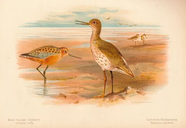 Bar-Tailed Godwit Limosa rufa, Common Redshank Totanus, 1900, 1900