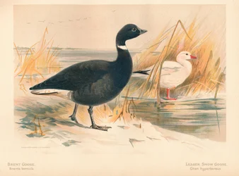 Brent Goose Branta bernicla, Lesser Snow Goose Chen hyperboreus, 1900