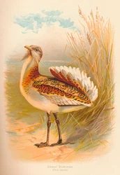 Great Bustard Otis tarda
