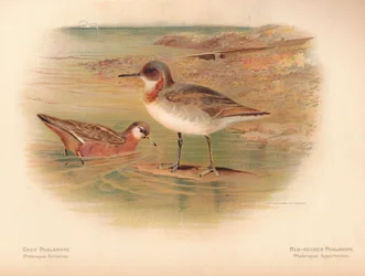 Grey Phalarope Phalaropus Fulicarius, Red-Necked Phalarope Phalaropus Hyperboreus