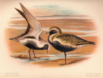 Grey Plover Squatarola helvetica, Golden Plover Charadrius pluvialus