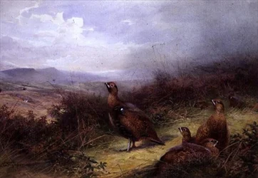 Grouse in the Highlands
