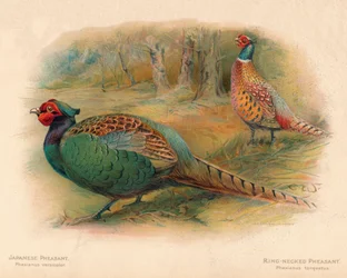 Japanese Pheasant Phasaianus versicolor, Ring-Necked Pheasant Phasaianus torquatus