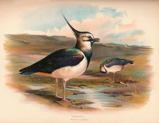 Lapwing Vanellus Cristacus