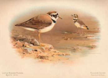 Little Ringed Plover Aegialitis minor, Killdeer Plover Oxyechus vociferus