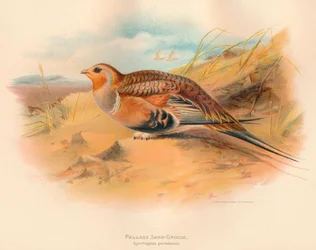 Pallass Sand-Grouse Syrrhaptes Paradoxus