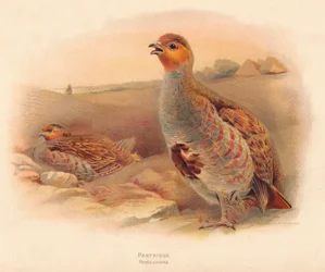 Partridge (Perdix cinerea), 1900