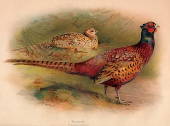 Pheasant Phasianus colchicus, 1900