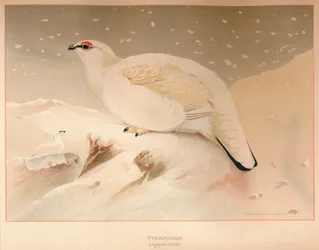 Ptarmigan Lagopus mutus, 1900