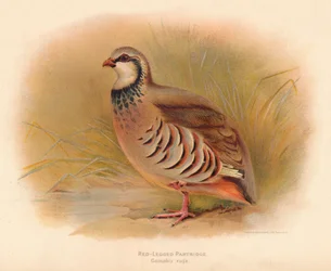 Red-Legged Partridge Caccabus rufa, 1900