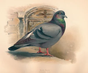 Rock Dove