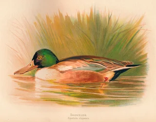 Shoveler Spatula Clypeata