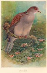 Turtle Dove Turtur Auritus, 1900