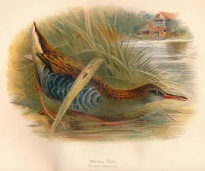 Water Rail Rallus Aquaticus, 1900