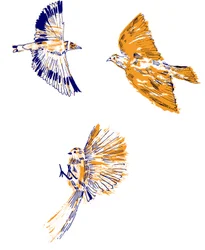 Birds