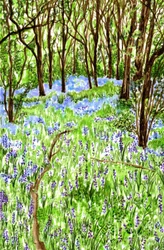 Bluebells