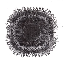 Plant Cells