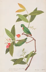 Blue-crowned Hanging Parrot, from Drawings of Birds from Malacca, c.1805-18