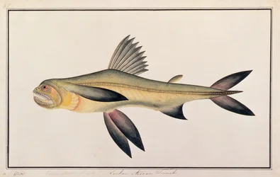 Bombay Duck, from Drawings of Fishes from Malacca, c.1805-18