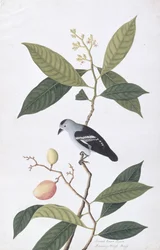 Booah Nawa Hawa, from Drawings of Birds from Malacca, c.1805-18