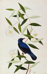 Boorah Farleeh, from Drawings of Birds from Malacca, c.1805-18