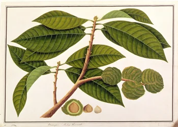 Brangam or Malay Chestnut, from Drawings of Plants from Malacca, c.1805-18