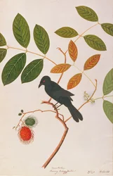 Crow-billed Drongo, from Drawing of Birds from Malacca, c.1805-18