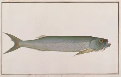 Dorab Wolf-herring, from Drawings of Fishes from Malacca, c.1805-18
