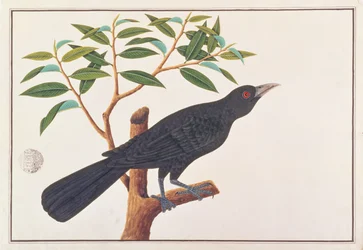 Koel, from Drawings of Birds from Malacca, c.1805-18