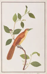 Raffles Malkoha, from Drawings of Birds from Malacca, c.1805-18