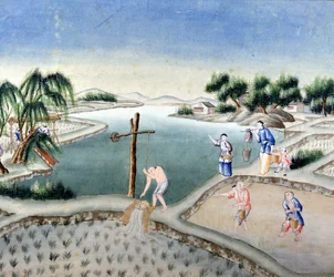Rice Fields