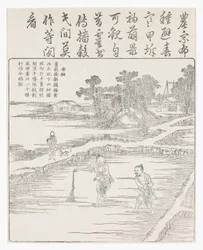 Sowing the rice in a seed bed, 18th century