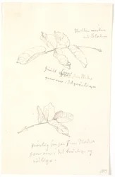 Leaf Studies with Color Indications in Pencil