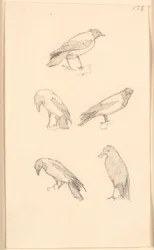 Crows