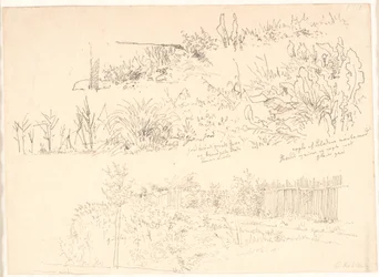 The Path Along the Lakes. Various Plant Studies and Notes Regarding Them