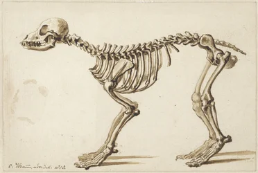 Skeleton of a Dog from the Side