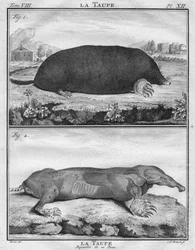 La Taupe & La Taupe Depouillée de sa Peau, c1763