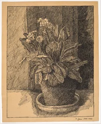 Flowerpot with Primula