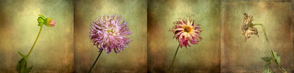Dahlia Life Cycle