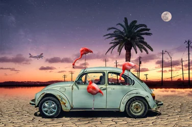 Pink Flamingos in the Night Desert