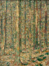 Pine Trunks in Sunlight