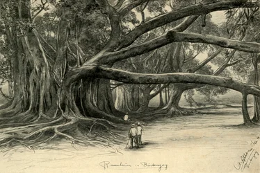 Giant trees in Buitenzorg, Java