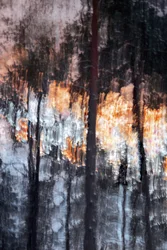 Abstract Forest Light