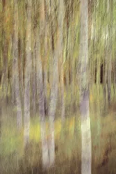Abstract Forest Serenity