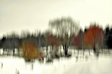 Abstract Winter Forest