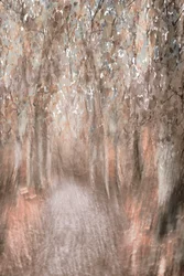 Autumn Forest Path