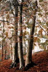 Autumn Woodland Scene
